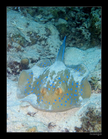 Док, у меня подводная скарлатина?!!