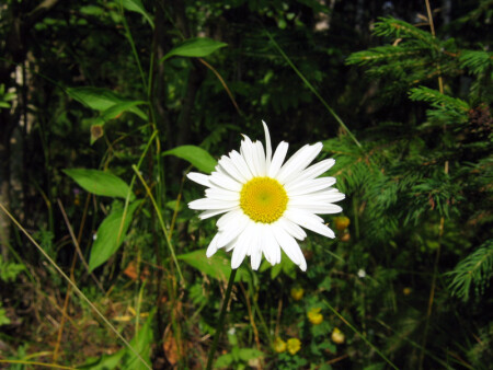 Ромашка в лесу