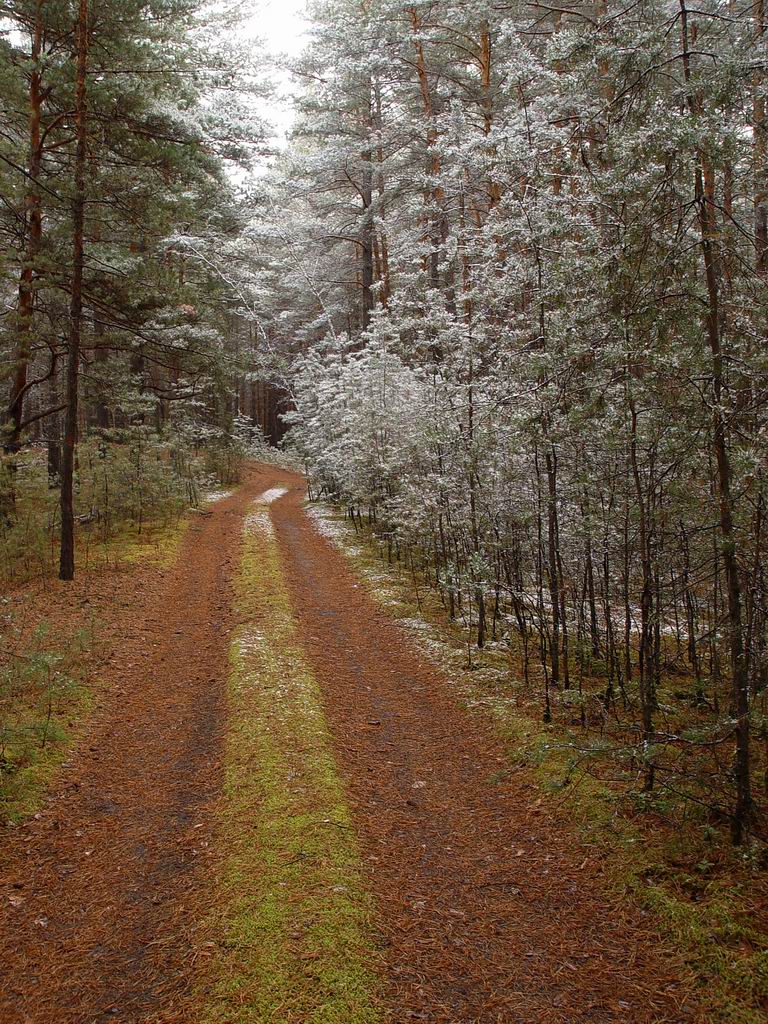 Первый снег в лесу