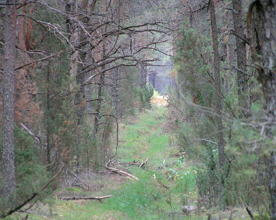 Deep Forest