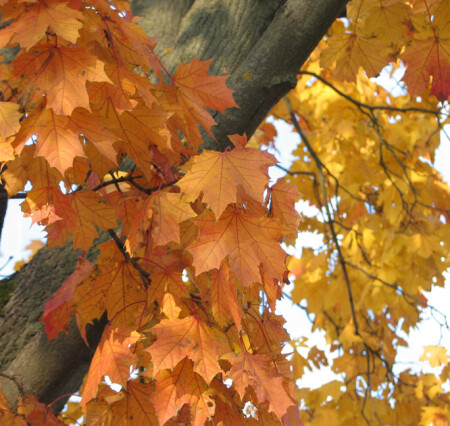 Оранжевое настроение