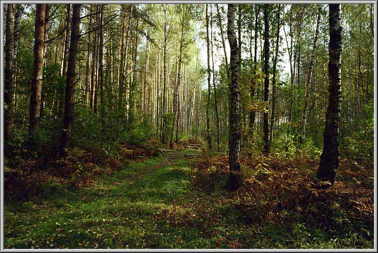 Осенний лес