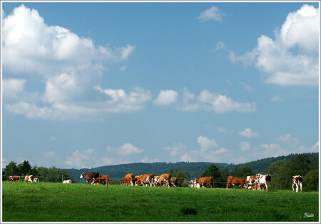 На лугу пасутся ко...