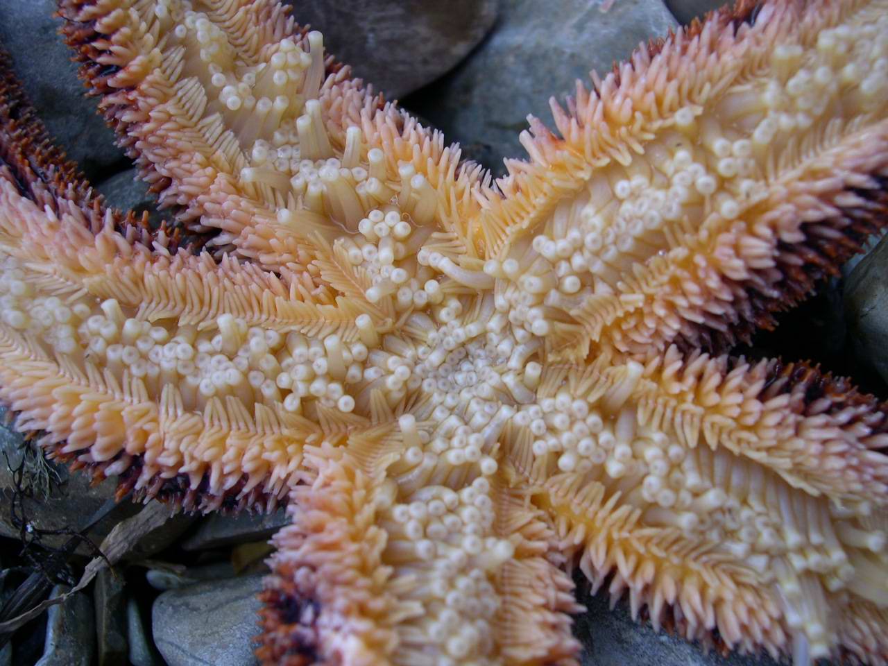 Starfish