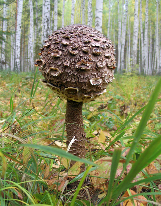 Гриб?