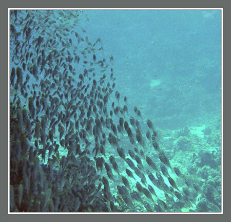Glassfish