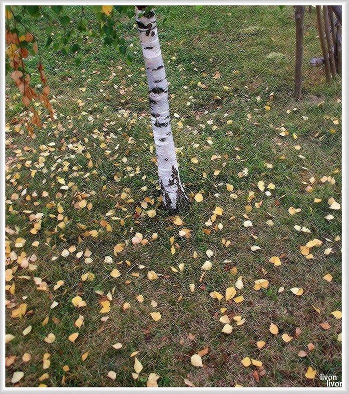 ОСЕНЬ