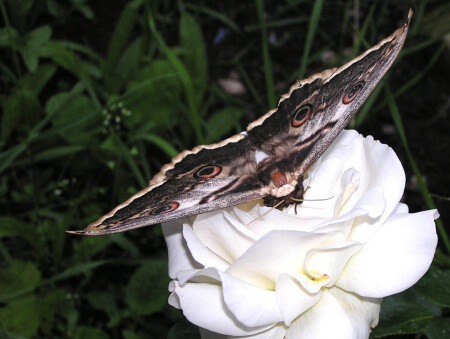 Южная бабочка. Ракурс 2