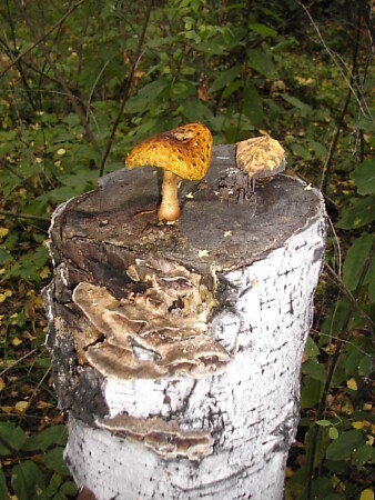 Дозор. Гребник где?