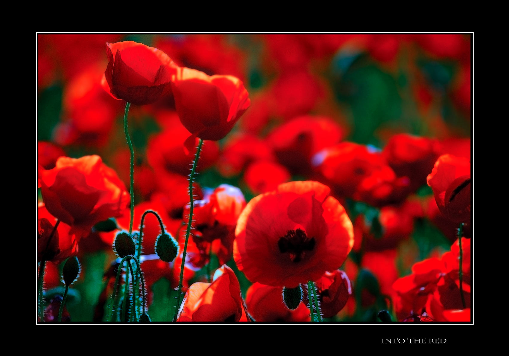 into the red