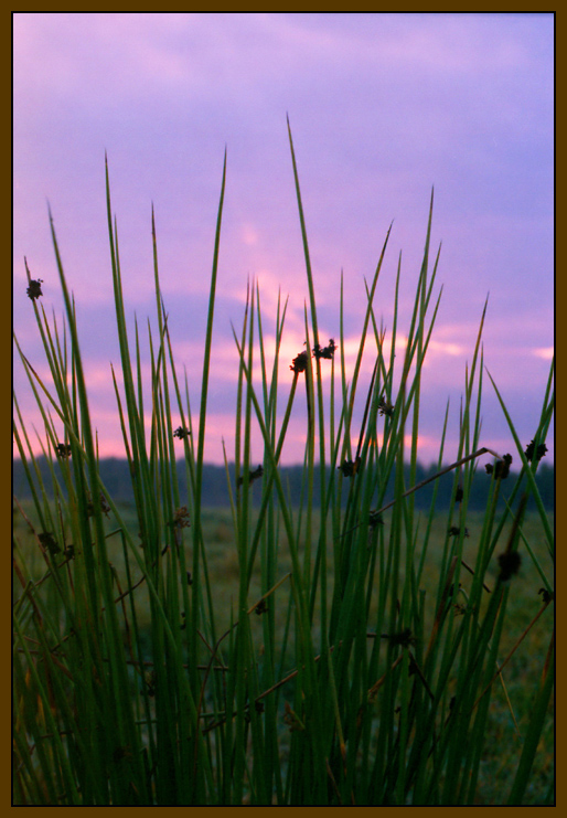 &quot;Wet Purple Sky&quot;