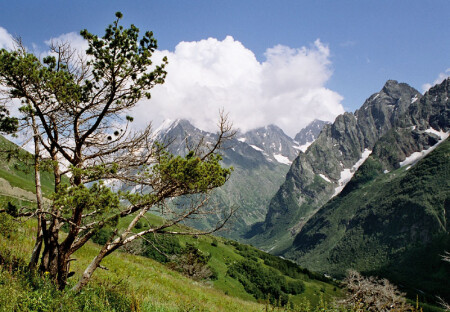 И в горах растут деревья...