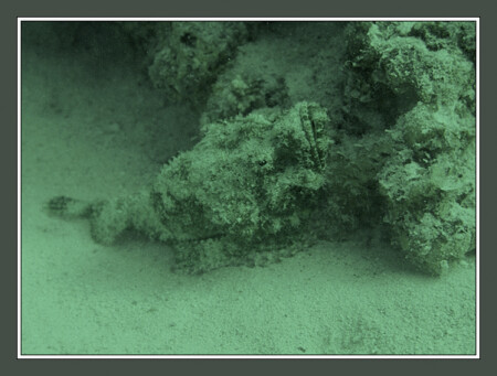 Stonefish