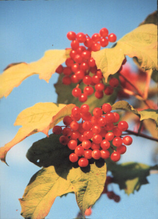 Золотая осень