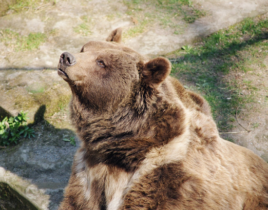 Кажется, пахнет мёдом...