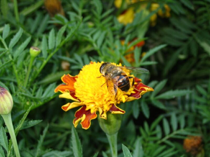 bee