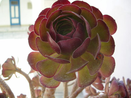 каменная роза