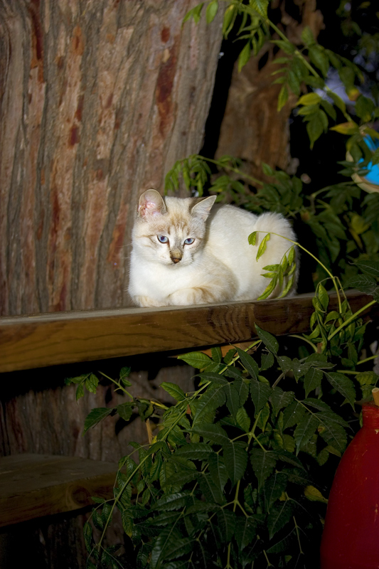 Застенчивый котёнок