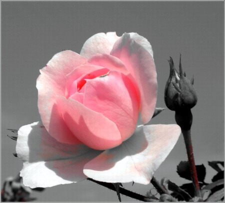 #44 Rose
