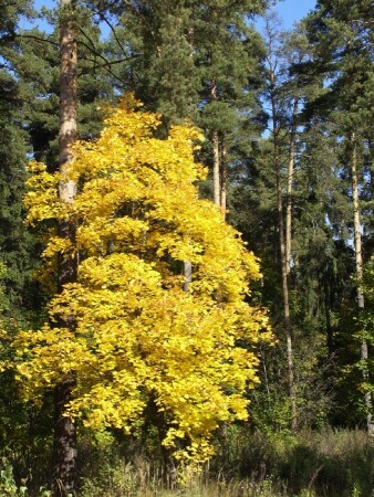 Цвета осени-2