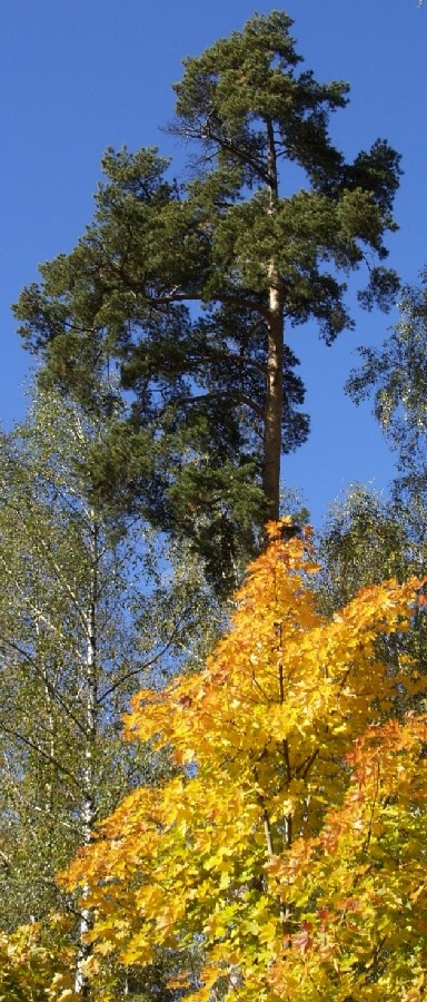 Цвета осени-3