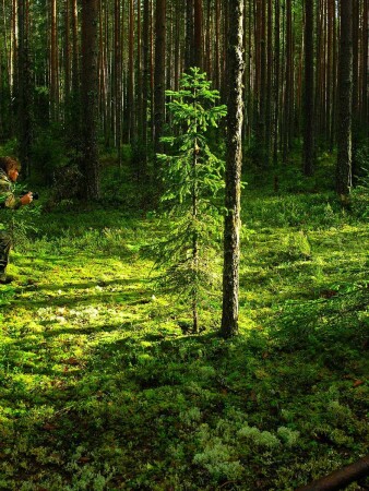 Крадущийся ф