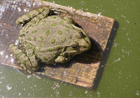 Жаба на солнце