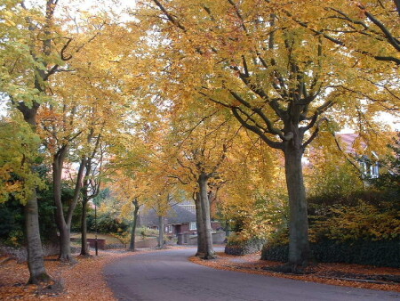 Осенняя улица