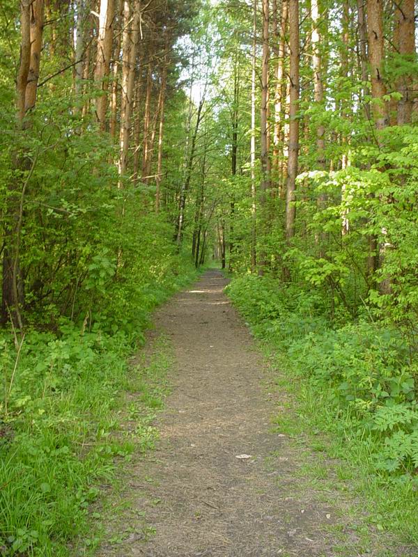 Серая тропинка в зеленом лесу