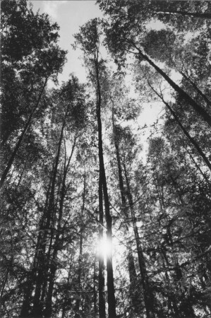 Воспоминания о лете