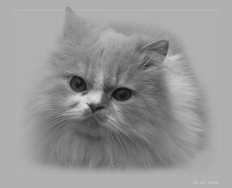 Просто кот 