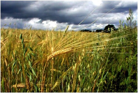 Будет дождь