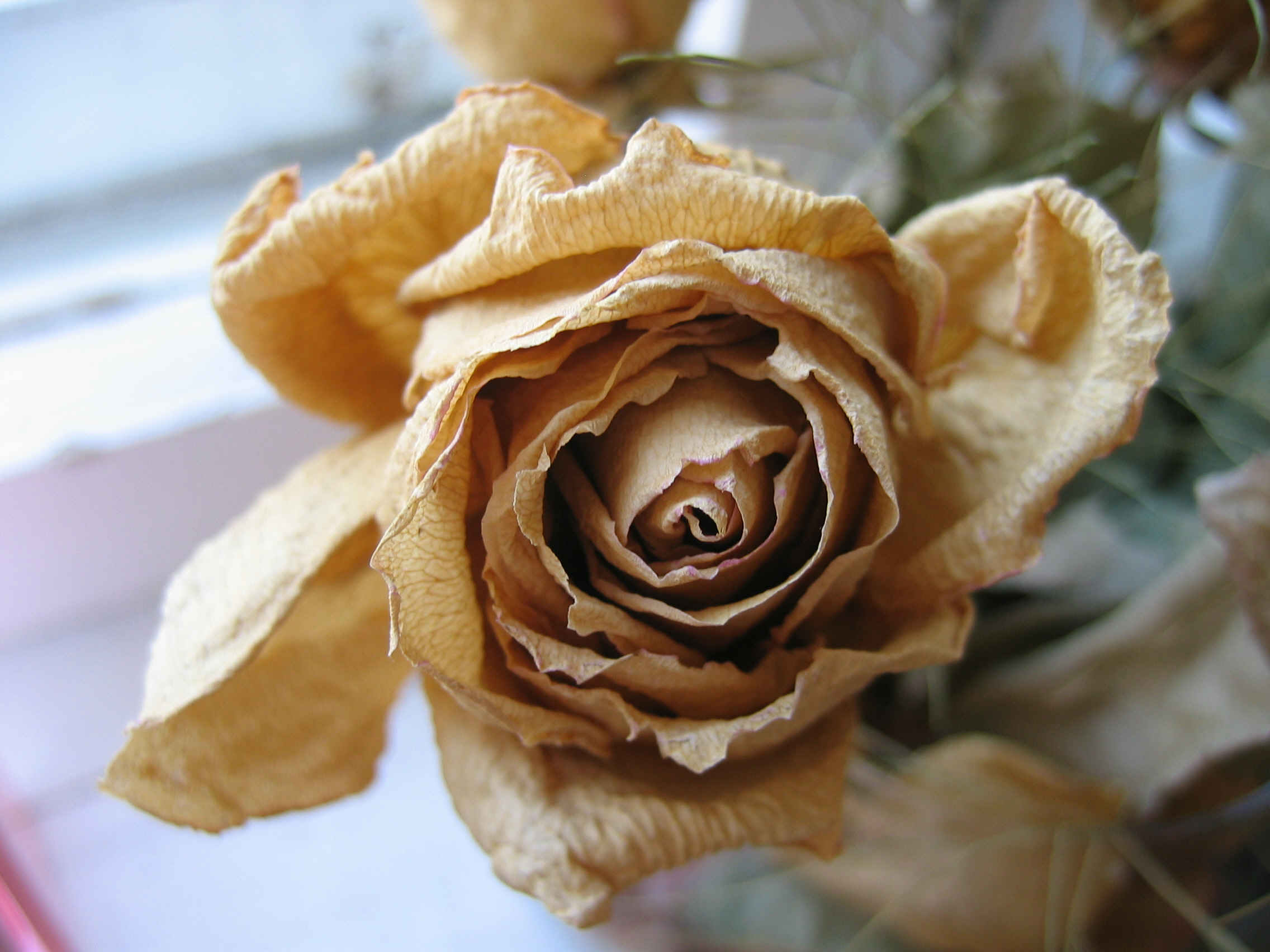 rose