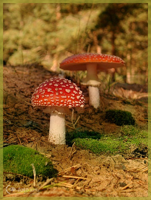 Старушки #2