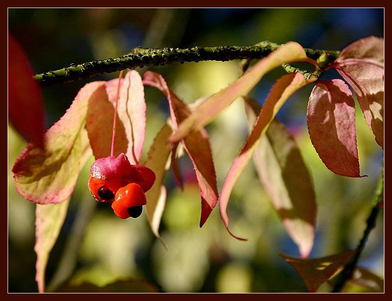 Осенние мотивы - 1