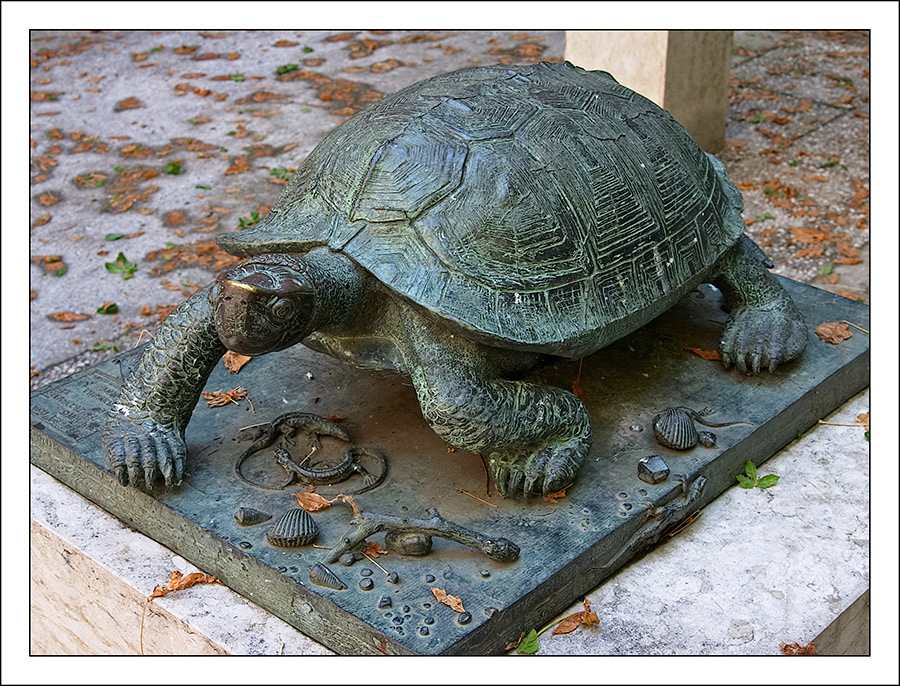 Mock-turtle