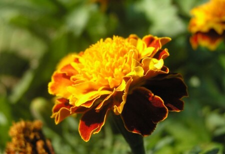 Солнечный цветок