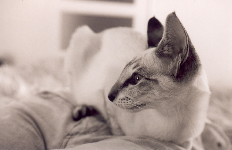 &quot;Pussy Cat&quot;