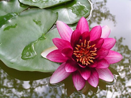 Яркая частичка пруда