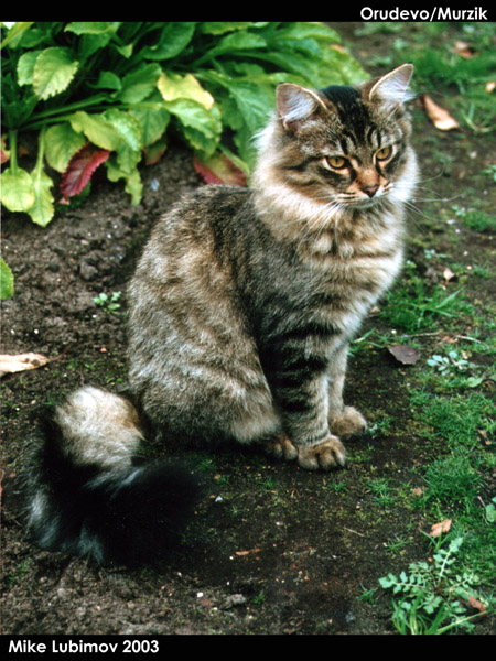 Кот Мурзик