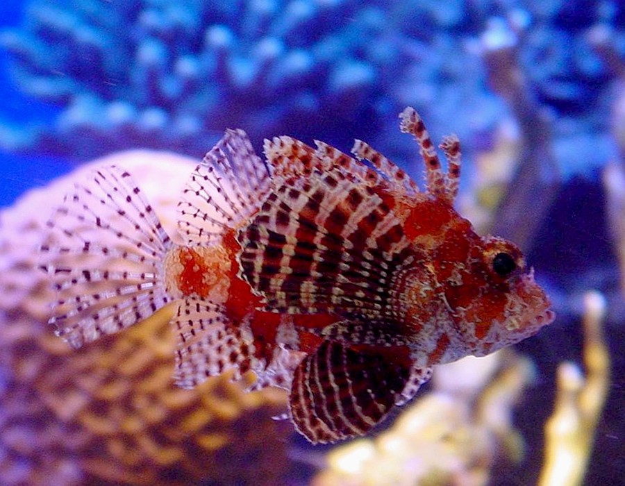 Короткопёрая крылатка (Dendrochirus brachypterus)