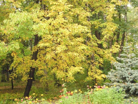  Краски Осени