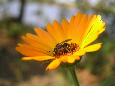 Очередная бджилка