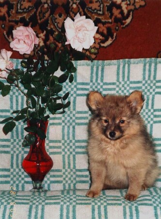 Ушастик Микки