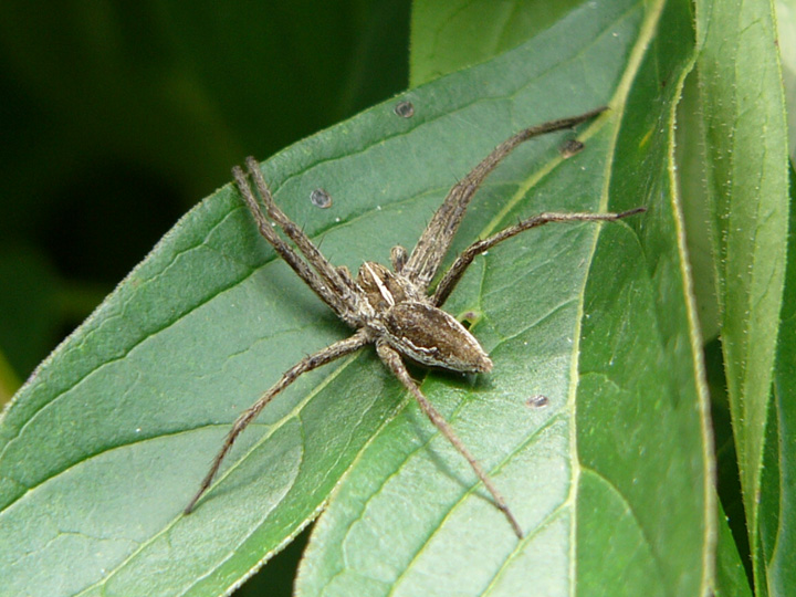 ПАУК