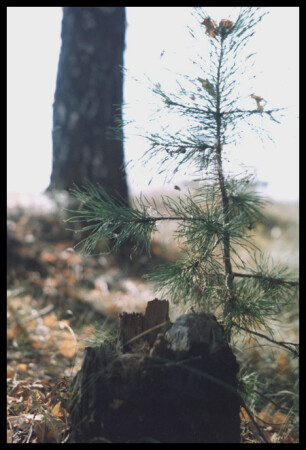 Новая жизнь