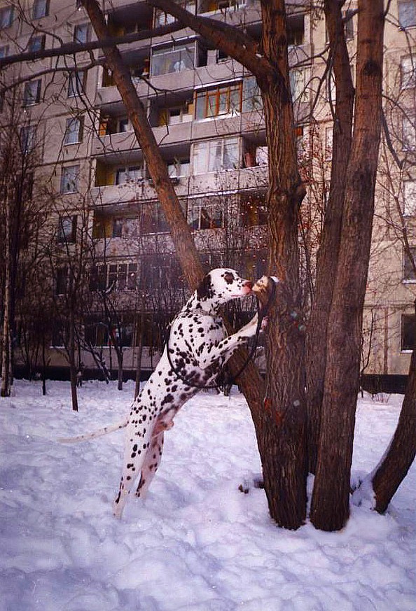 Крепко привязали!