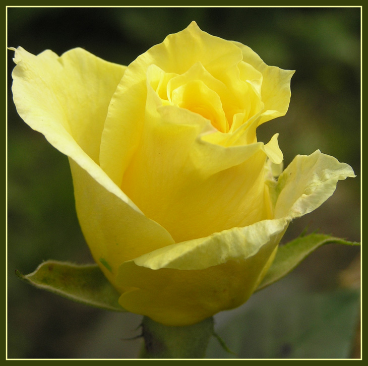 Yellow rose