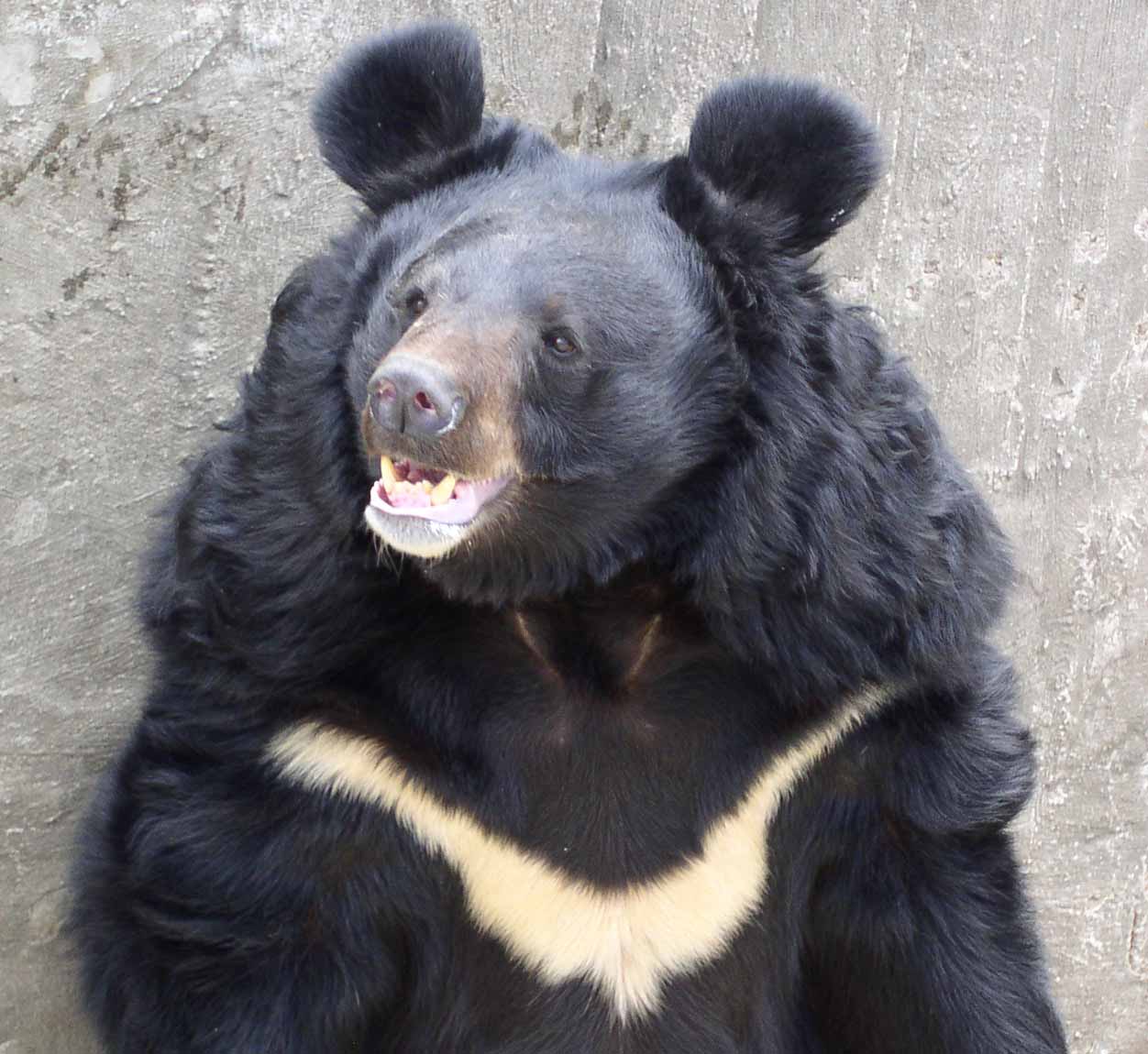 Миша