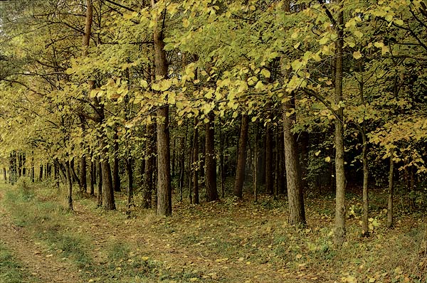 Осенний лес